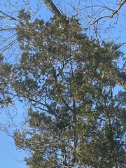 Cyanocitta cristata bromia