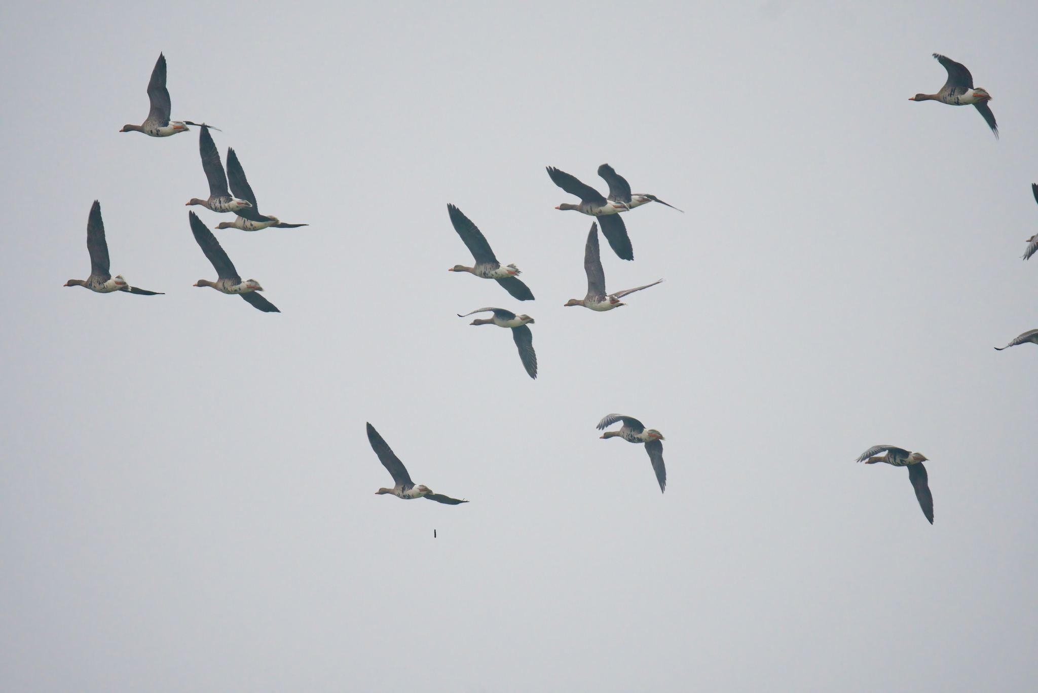 Greater White-fronted Goose