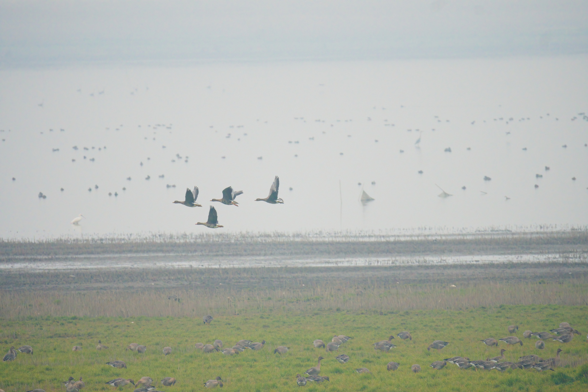 Greater White-fronted Goose