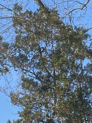 Cyanocitta cristata bromia