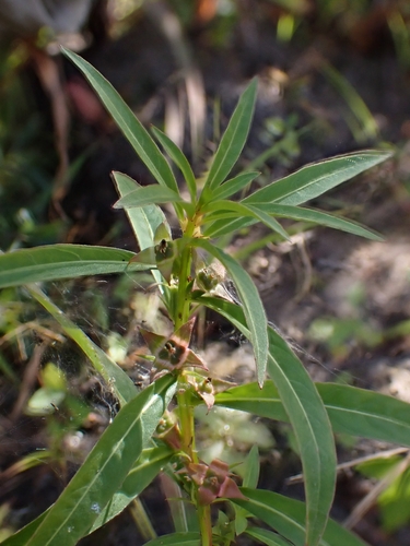 Ludwigia polycarpa, photograph 2