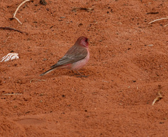 Carpodacus synoicus