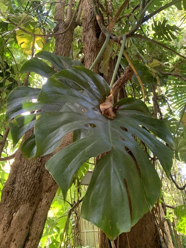 Monstera tacanaensis, photograph 2
