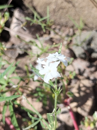 Euploca wigginsii (Euploca wigginsii)
