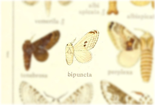 Tolype bipunctata