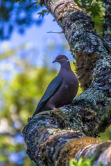 Patagioenas araucana