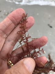 Botryocladia occidentalis