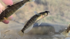 River Darter photo 2