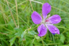 Geranium palustre