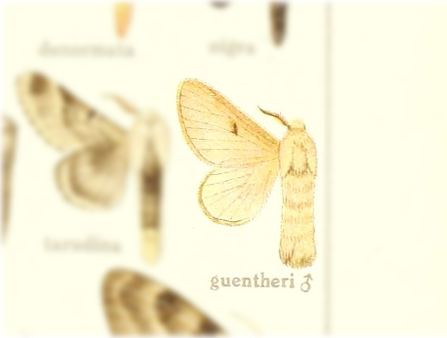 Tolype guentheri