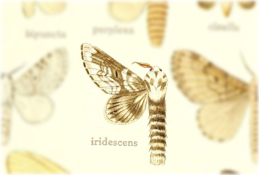 Tolype iridescens