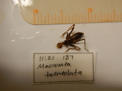 Macromia taeniolata