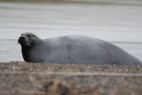 Bearded Seal