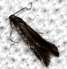 Tinagma ocnerostomella