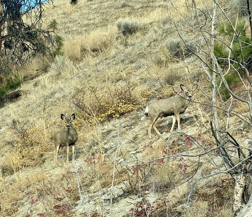 Mule Deer