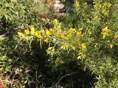 Ulex parviflorus parviflorus
