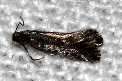 Tinagma ocnerostomella