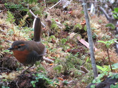 Scelorchilus rubecula