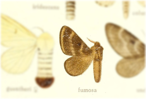 Tolype fumosa