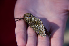 Andeabatis chilensis