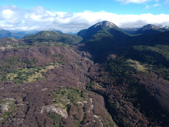 Andeabatis chilensis