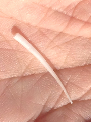 Graptacme eborea