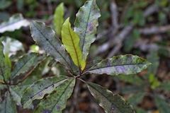 Quintinia