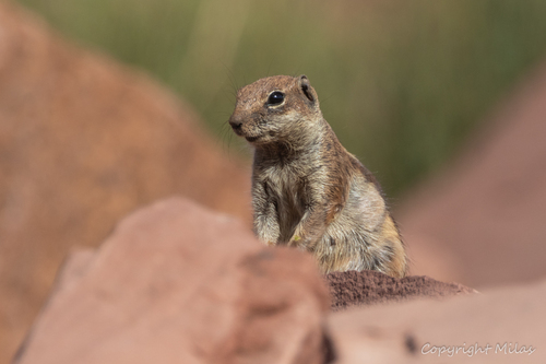 Barbary Ground Squirrel