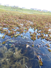 Myriophyllum quitense
