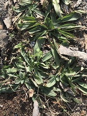 Plantago lanceolata