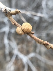 Disholcaspis perniciosa