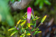 Philesia magellanica