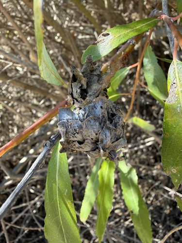 iNaturalist observation photo of Willow Rosette Gall Midge