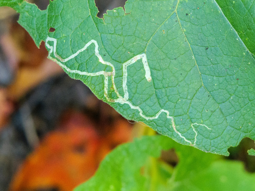 Unknown species found near Wellesley, MA, USA