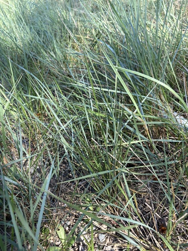 iNaturalist observation photo of Creeping wild rye