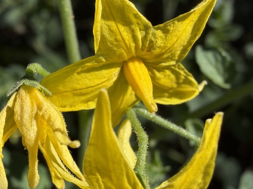 iNaturalist observation photo of tomato