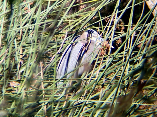 iNaturalist observation photo of Great Blue Heron