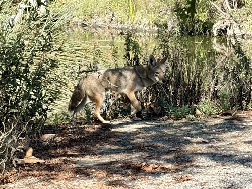 iNaturalist observation photo of Coyote