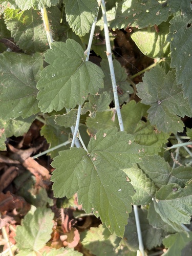 iNaturalist observation photo of trailing blackberry