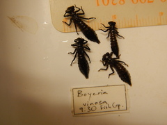 Boyeria vinosa