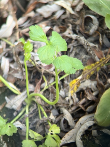 iNaturalist observation photo of Celery