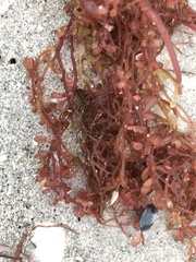 Botryocladia occidentalis