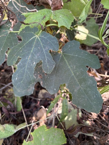 iNaturalist observation photo of common fig