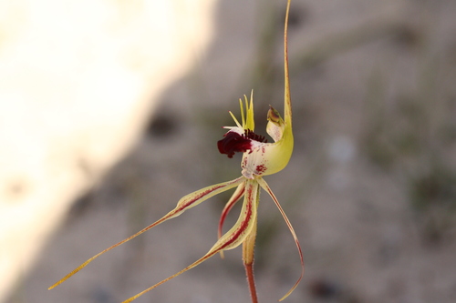 Plains Spider Orchid (Caladenia campestris)