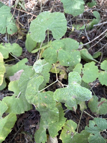 iNaturalist observation photo of desert wild grape