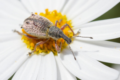 Hybreoleptops tuberculifer