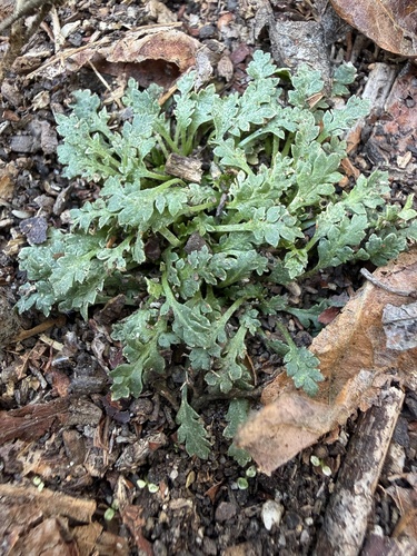iNaturalist observation photo of Pepperweeds