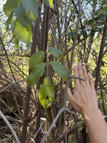 iNaturalist observation photo of elders