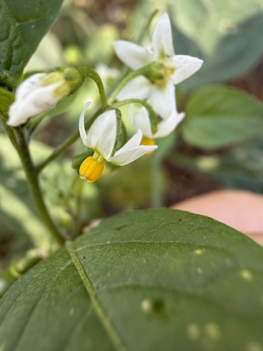 iNaturalist observation photo of American black nightshade