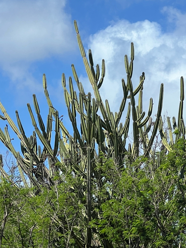 Cereus hildmannianus observed 2025-10-18